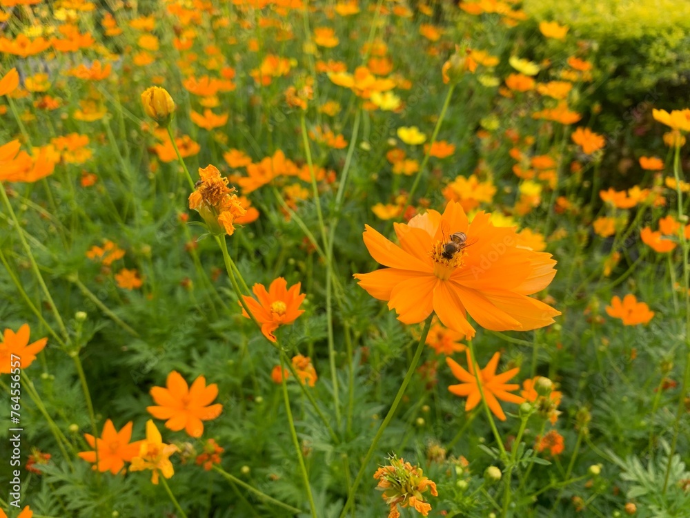 field of flowers and bee.