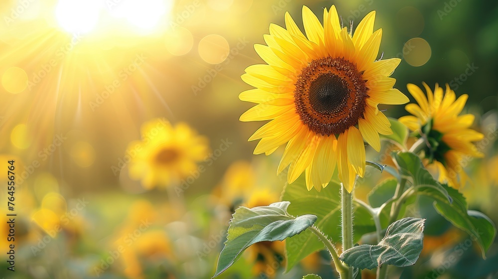 Obraz premium Sunflower and seeds on burlap in sunlight.
