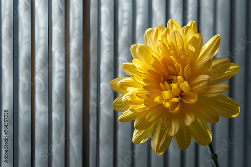 A single yellow chrysanthemum flower is placed in front of vertical blinds  creating an abstract and minimalistic composition