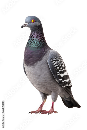 full body of speed racing pigeon bird isolate white background © PhotoFolio Finds