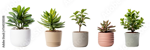 Indoor small green plant isolated on white