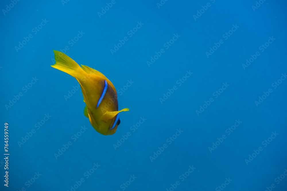 Fototapeta premium single anemone fish hovering in blue water in marsa alam
