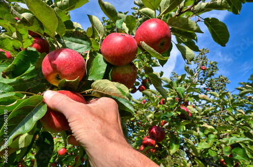 Apfelerne mit Hand am Apfelbaum, Bioapfel