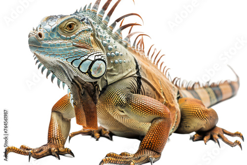 Iguana Pose on transparent background, © AI studio 2