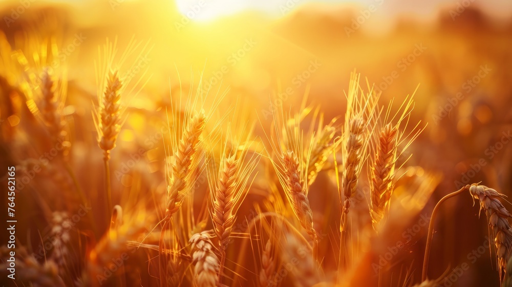 A stunning close-up of golden wheat ears illuminated by the warm glow A stunning close-up of golden wheat ears illuminated by the warm glow