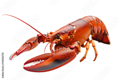 Solo Lobster on transparent background,
