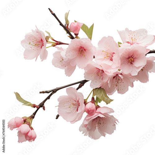 cherry blossom branch isolated on transparent background