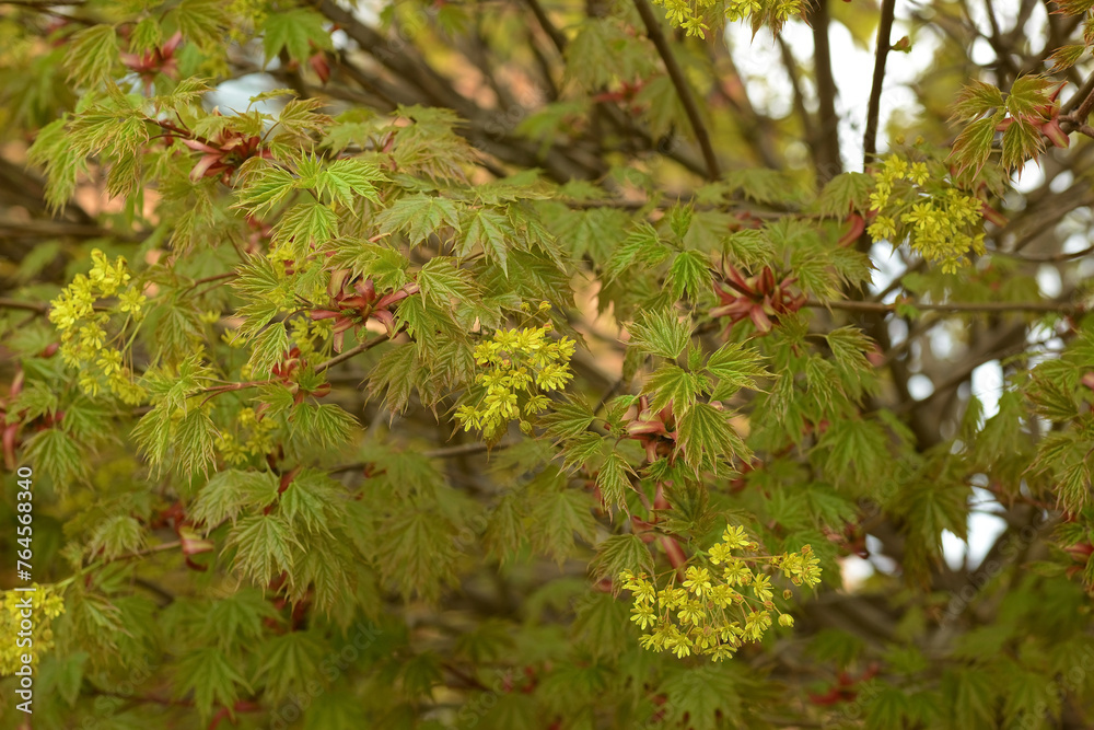 Ahorn, Kugelahorn, Acer platanoides 'Globosum, in voller Blüte. Ahorn, Kugelahorn, Acer platanoides 'Globosum, in voller Blüte.