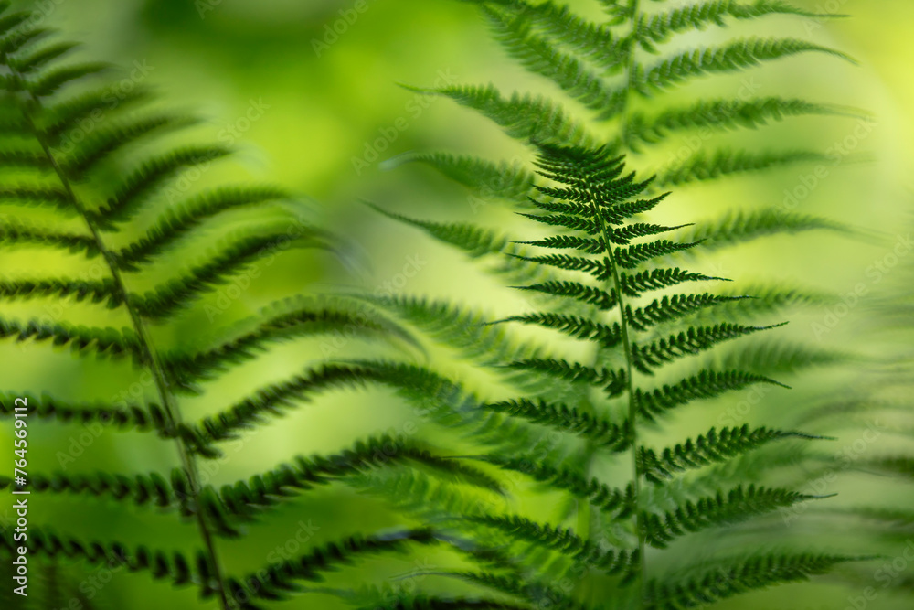 Blurred sunny fern plant leaves background. Blurred sunny fern plant leaves background.