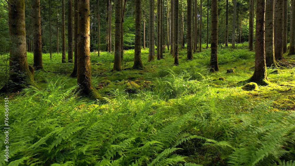 Fototapeta premium Majestic mossy woods with fern plants.