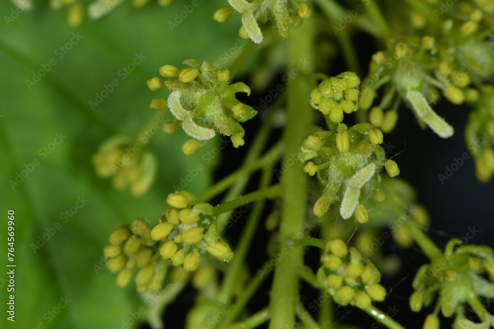Ahorn, Berg-Ahorn, Acer pseudoplatanus L. ,hängende traubenartige Blütenrispen, gestielte Blüten Ahorn, Berg-Ahorn, Acer pseudoplatanus L. ,hängende traubenartige Blütenrispen, gestielte Blüten