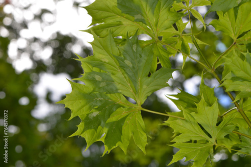 Ahorn, Spitzahorn,  Acer platanoides, Palmatifidum photo