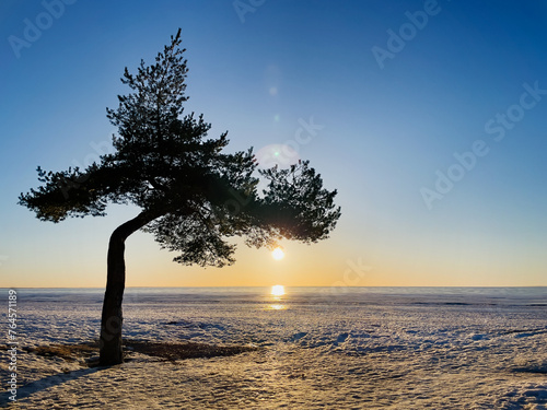 Natural background. The silhouette of a tree against the sunset. Sunset. Pine tree. The sea shore covered with ice. Winter. Winter landscape. Seascape. The natural landscape.
