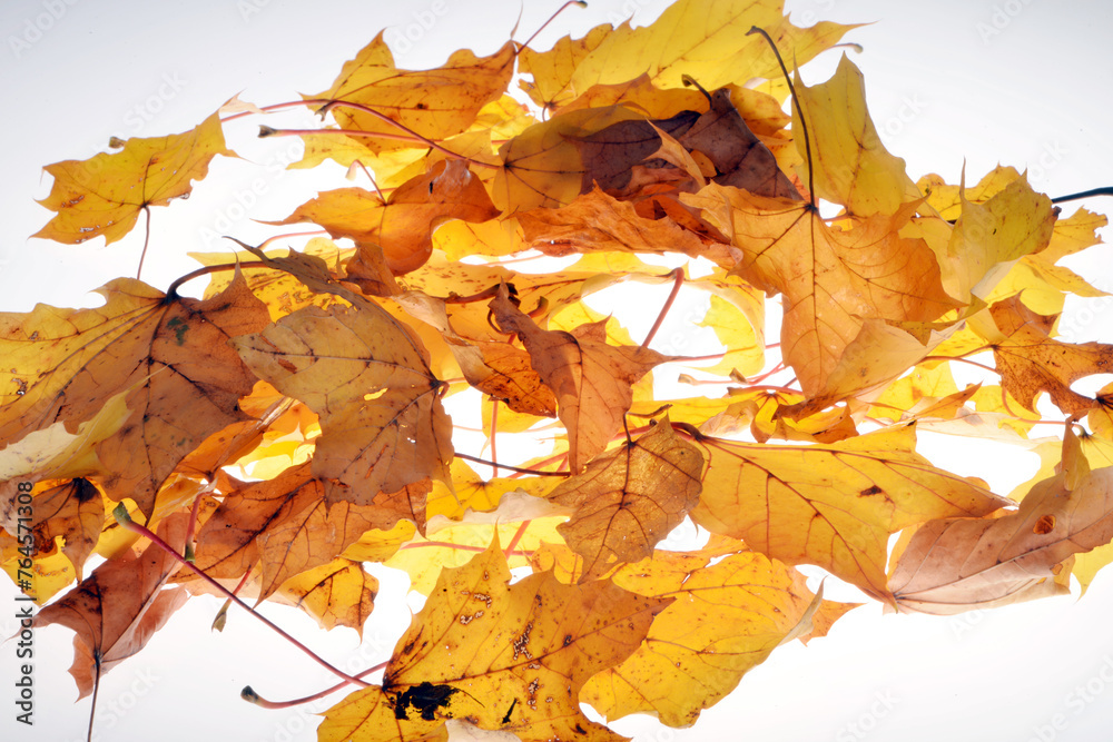 Ahorn, Spitz-Ahorn, Acer platanoides, Blätter mit leuchten gelben, gelbbrauen Farbakzenten sind freigestellt Ahorn, Spitz-Ahorn, Acer platanoides, Blätter mit leuchten gelben, gelbbrauen Farbakzenten sind freigestellt