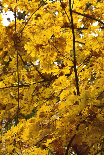 Ahorn, Spitz-Ahorn, Acer platanoides, Palmatifidum, im Herblaub, Blätter mit leuchten gelben gelbbrauen Farbakzenten