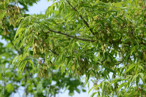 Ahorn, Eschen-Ahorn, Acer negundo, Blätter,  junge  grüne Flügelsamen,  Äste, Zweige