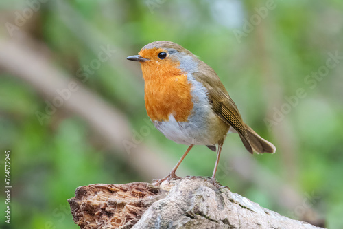 Closeup portrait of European Robin perched on a log