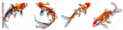 Set of koi fish isolated on transparent background