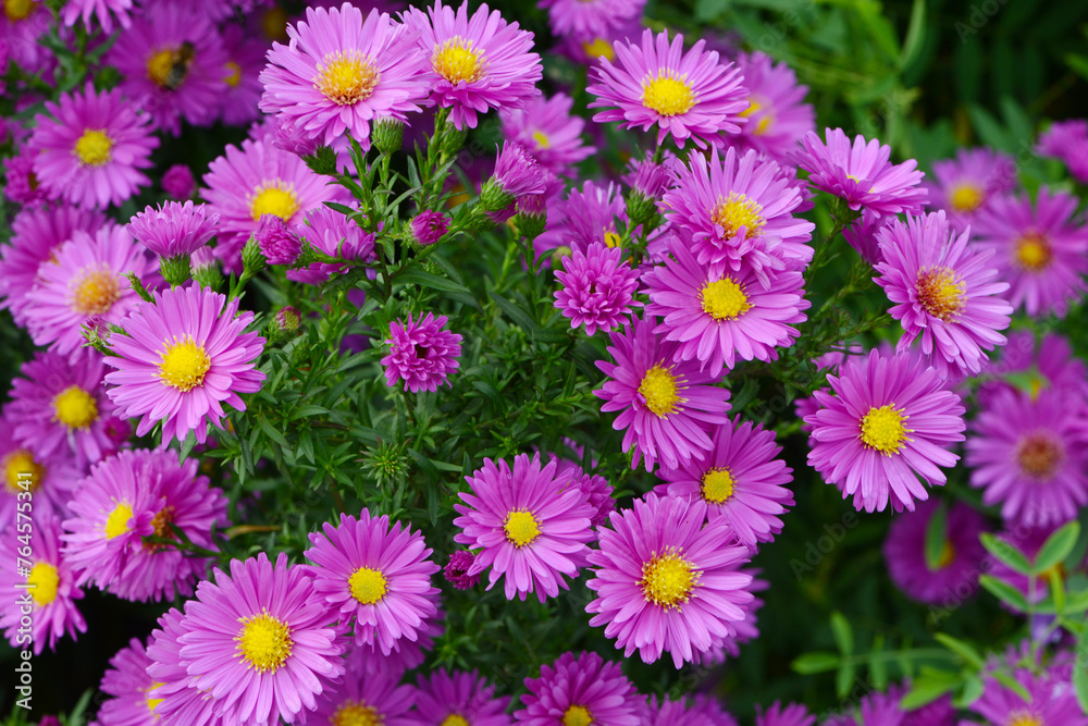 Aster, Glattblatt, Astern´novi-belgii, Karminkuppel Aster, Glattblatt, Astern´novi-belgii, Karminkuppel