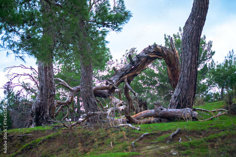 Nature's Oddity: A strange-shaped tree stands as a unique and peculiar wonder in the outdoor landscape, showcasing nature's distinctive charm Nature's Oddity: A strange-shaped tree stands as a unique and peculiar wonder in the outdoor landscape, showcasing nature's distinctive charm