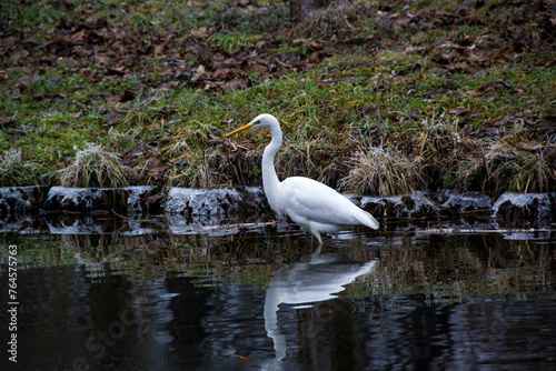 White heron hunting on the lake