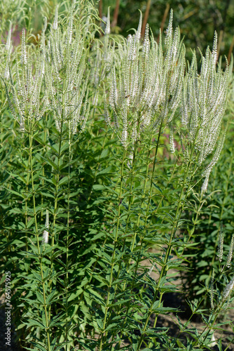 Ehrenpreis, Kandelaber-Ehrenpreis, Veronicastrum virginicum photo