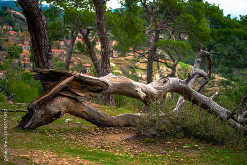 Enigma Unearthed: The Mystery of the Collapsed Strange-Shaped Tree