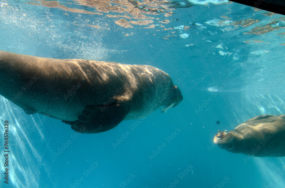 Obraz premium セイウチ