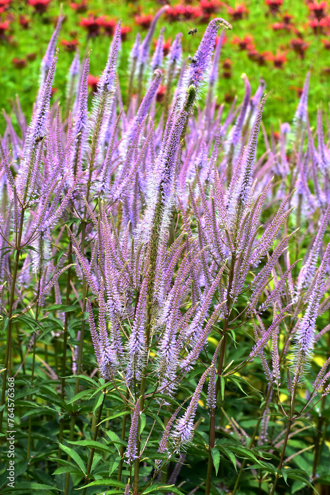 Obraz premium Kandelaber-Ehrenpreis, Veronicastrum Hybride 'Adoration