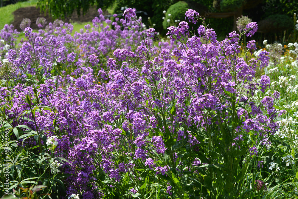 Naklejka premium Einjähriges Silberblatt, Lunaria annua