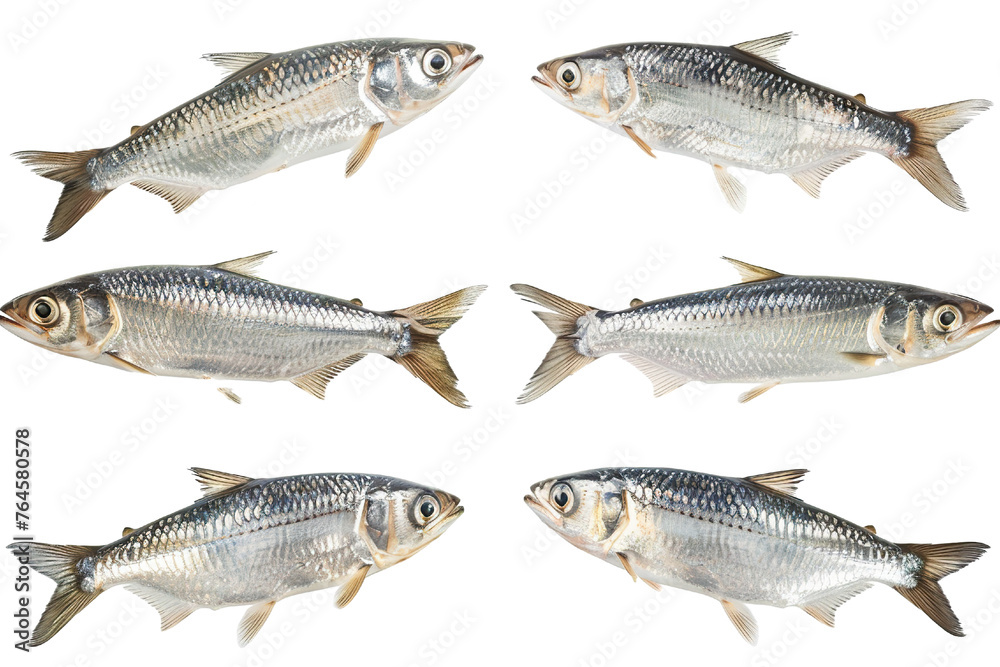 Collection of Herring fishes In different view, Front view, side view, rear view isolated on white background PNG Collection of Herring fishes In different view, Front view, side view, rear view isolated on white background PNG