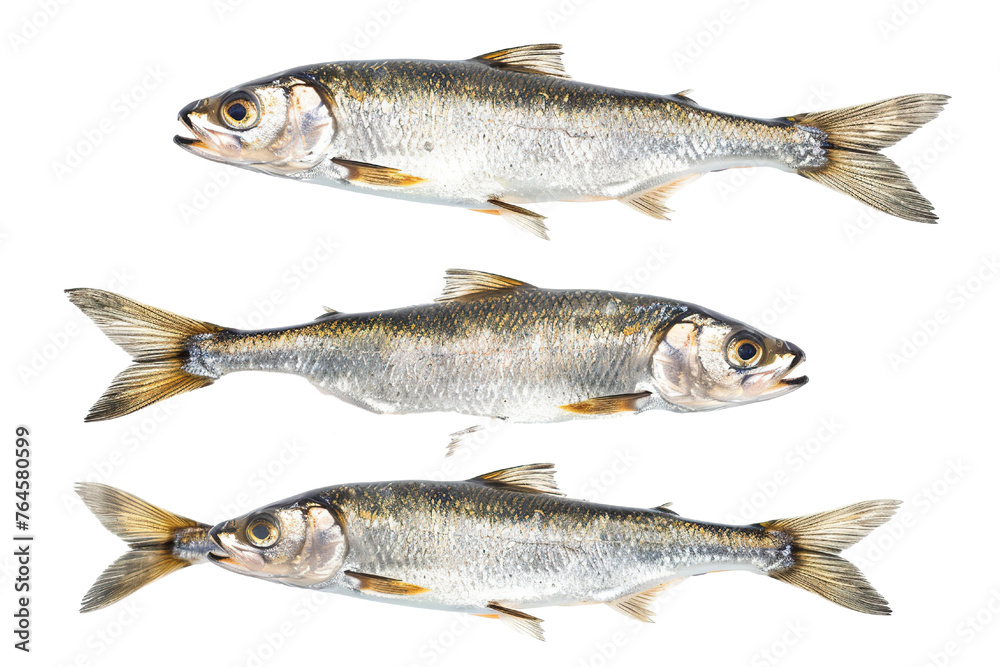 Collection of Herring fishes In different view, Front view, side view, rear view isolated on white background PNG