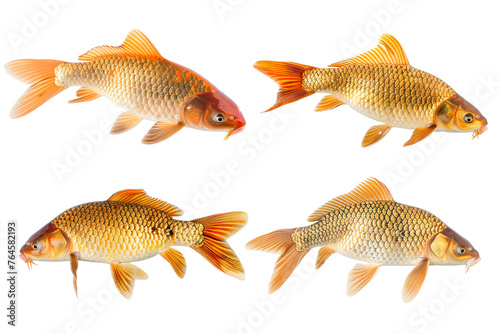 Collection of 4 Carp fish In different view isolated on white background PNG