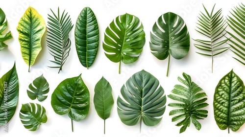 Exotic leaves  tropical plant collection isolated on white background for botanical photography  urban jungle vibes.