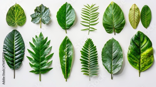 Exotic leaves and leafy texture close-up, tropical plant collection isolated on white background for botanical photography, peaceful urban jungle. photo