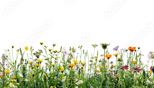 fresh spring meadow and flowers mockup, isolated on white background, half horizontal copyspace area