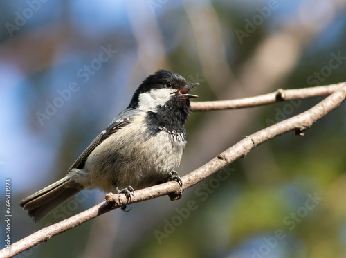 Coal tit, Periparus ater. A bird sings sitting on a branch
