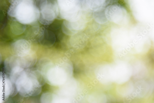 Green blurred background. Sunlight hits the woods and casts dappled light and shadow in spring. Bokeh of trees.