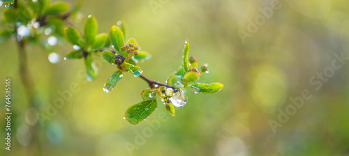 Rain drop on a green twig close up; selective focus, blurred natural background