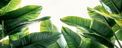 Vibrant tropical theme, green leaves on white backdrop, nature-inspired interior, serene plant paradise.