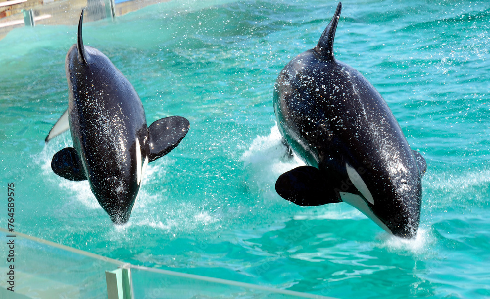 Obraz premium シャチのジャンプ