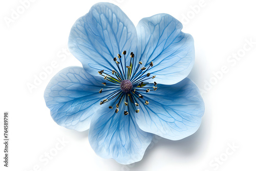 Light blue flower isolated on white background © CHAYAPORN