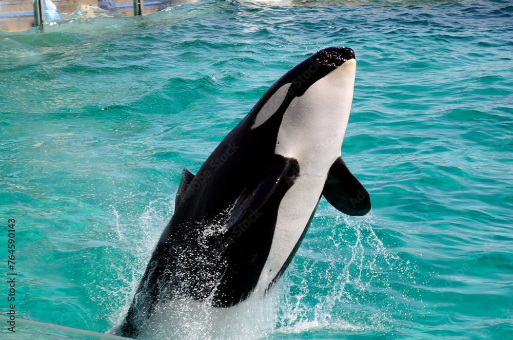 Obraz premium シャチのジャンプ