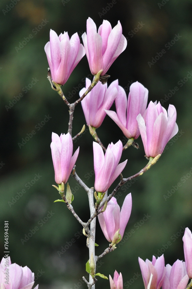 Magnolia flowers