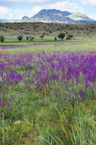 Cultivated field, purple flowers and mountain landscape