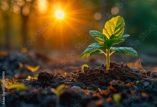 Young plant growing on the soil with light of the sunset
