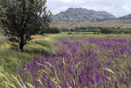 Cultivated field, purple flowers and mountain landscape