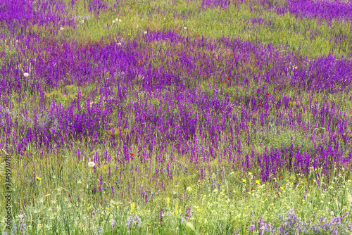 green field, purple flowers wild plants..