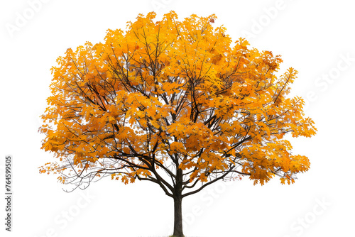 Maple tree in autumn isolated on white background