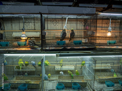 canaries and bird breeds for sale in cages at the pet shop,